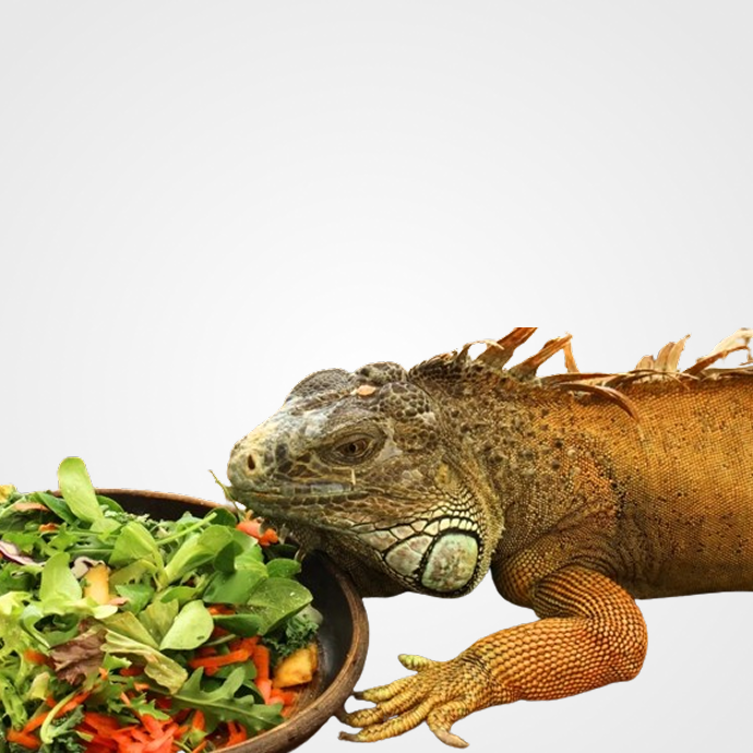 Alimentación Reptiles