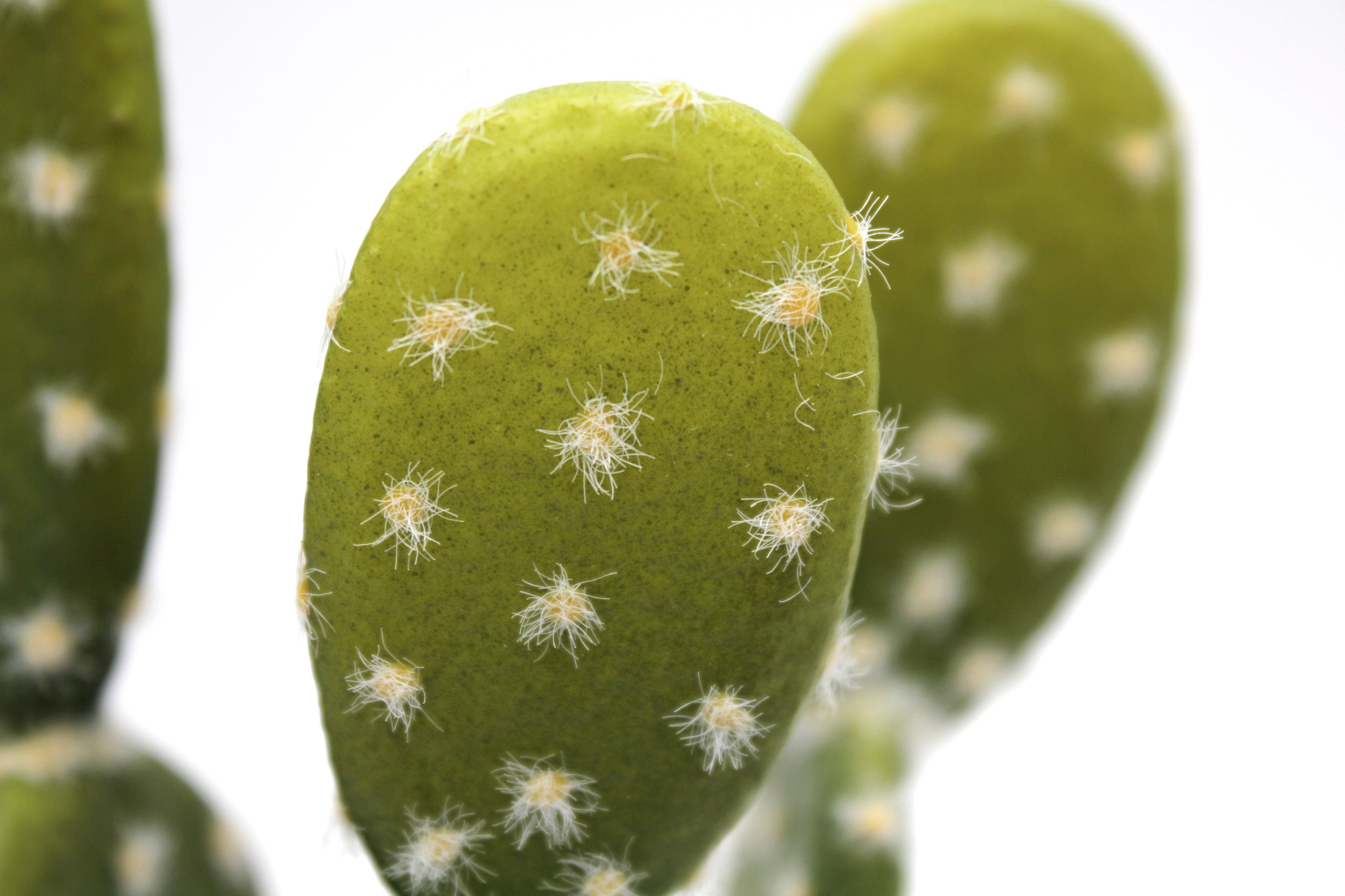 Decoração de Jardim