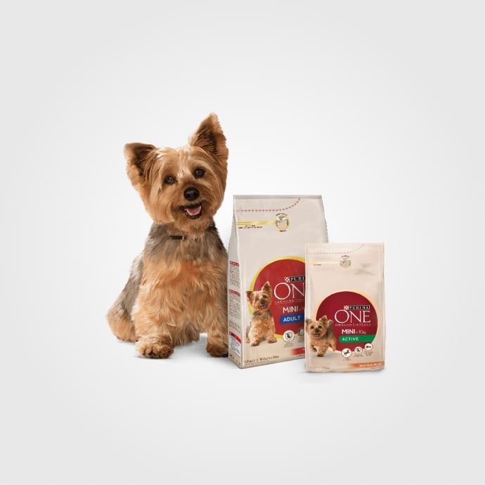 Alimentos y Artículos para Perros