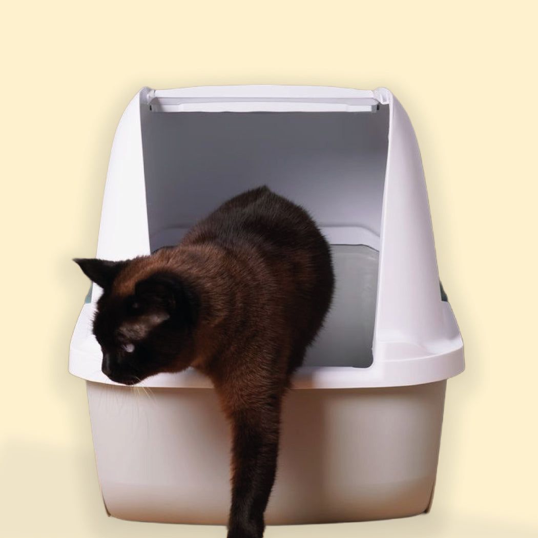 Salud e Higiene Gatos