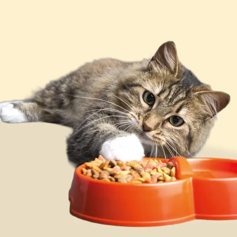 Alimentación Gatos