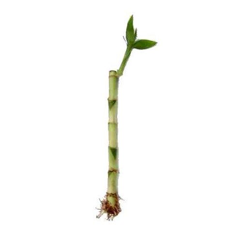 Sementes e Plantas