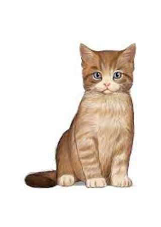 HRANA USCATA KITTEN TURKEY 1-12 LUNI VRAC 1 KG-FARA GLUTEN SI CEREALE