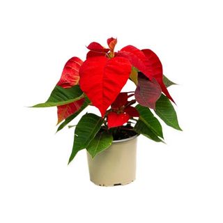 Craciunita Stem-Pomisor 10,5 Cm