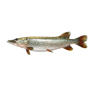 Știucă