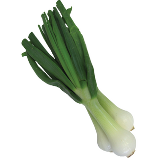 Ceapa verde bulb mare