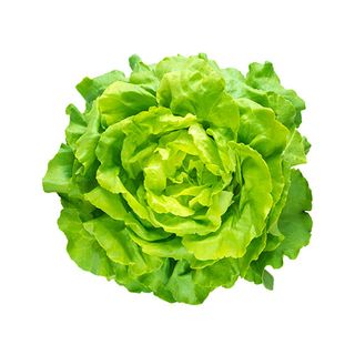 Маруля къдрава бр / 09700129