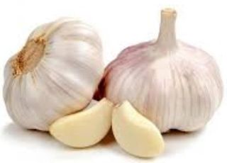 SVEŽE POVRĆE LUK BELI 1