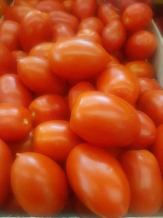 Domaći Paradajz Pelat (Šljivar)