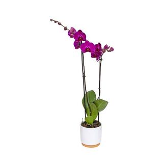 Phalaenopsis 2 Tr 12 Cm
