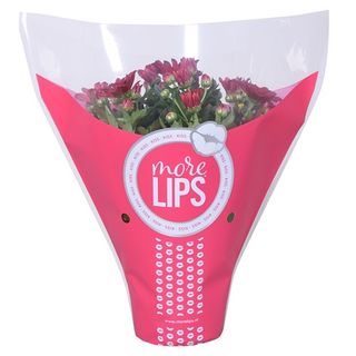 Kalanchoe More Lips ghiv eci 12 cm