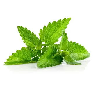 Menta