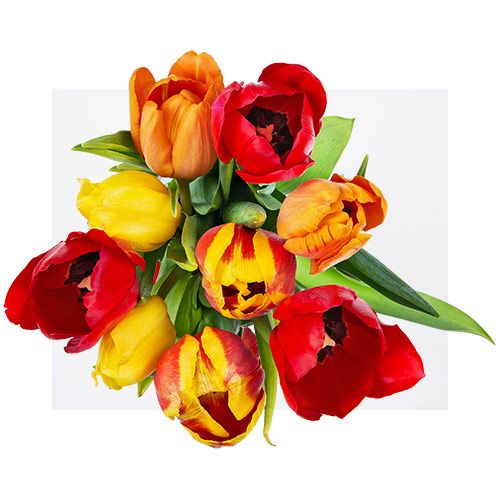 Plante și Flori❣️