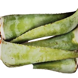 Aloe vera frunza matura ECO