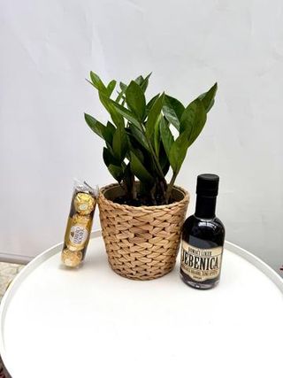 Zamioculcas biljka, liker i Ferrero poklon kutija