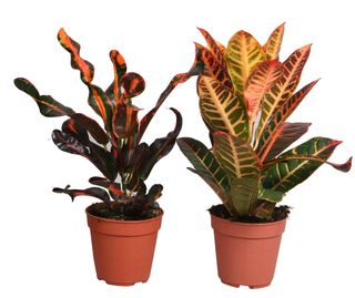 Croton ghiveci 13 cm