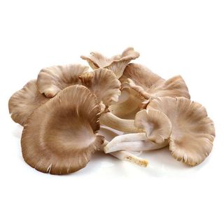 Ciuperci  pleurotus