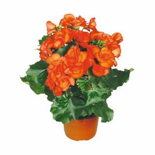 Begonia 9 Cm