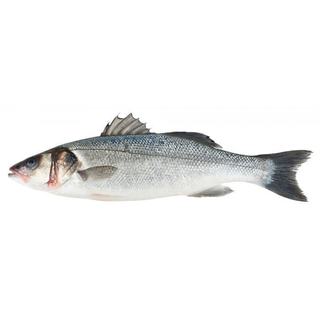 Biban de mare sălbatic