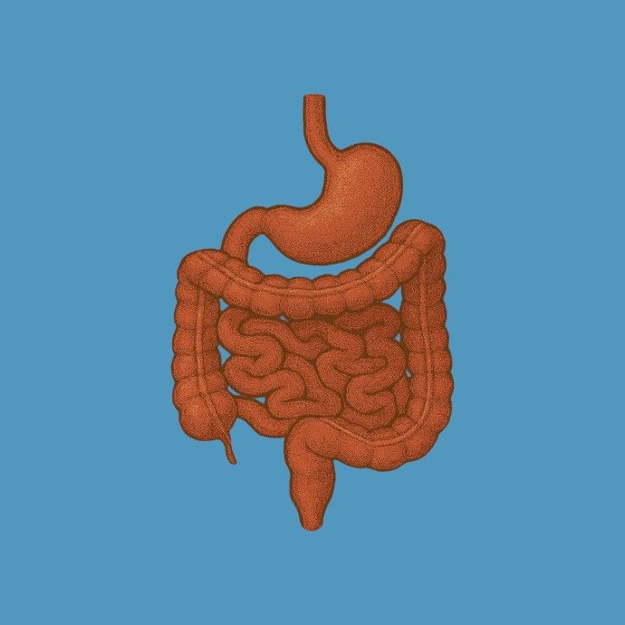 DIGESTIE SI METABOLISM 💪🏻
