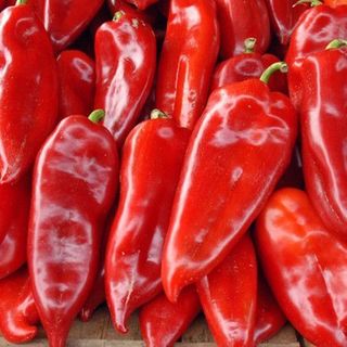 Paprika crvena roga
