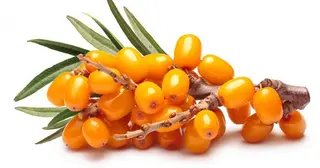 Cătină