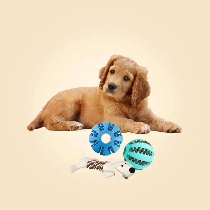 Accesorii animale de companie