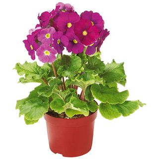 Primula Obconica 12 Cm