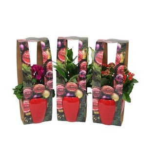 Flori Mix Craciun Vas 12 cm