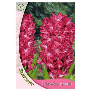 Starsem Bulbi toamna