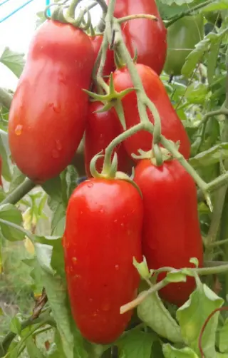 Rosii San Marzano kg