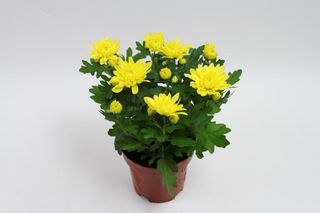 Crizantema ghiveci 12 cm