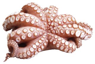 Caracatiță calibru 1,5-2 5 