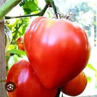Rosii inimă de bou 1kg