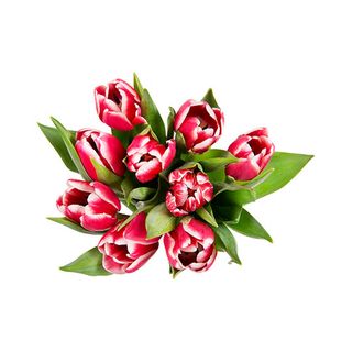 Buchet Lalele Doua Culori 9 Fire 35 Cm