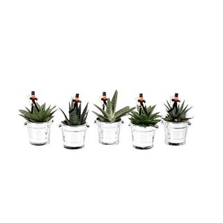 Aranjament Plante silvester vas 6cm