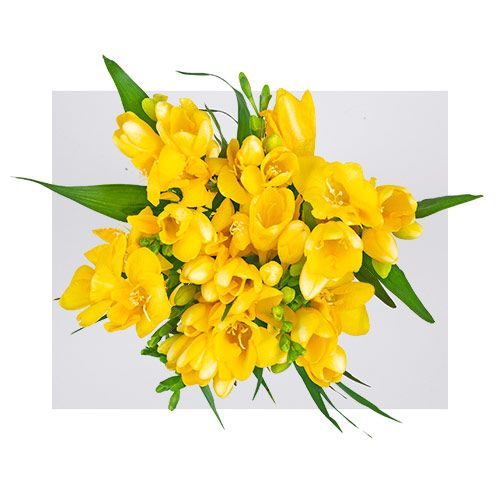 Plante și Flori❣️