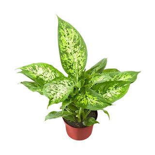 Diffenbachia 12 Cm