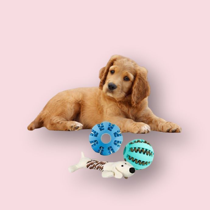 Accesorii animale de companie