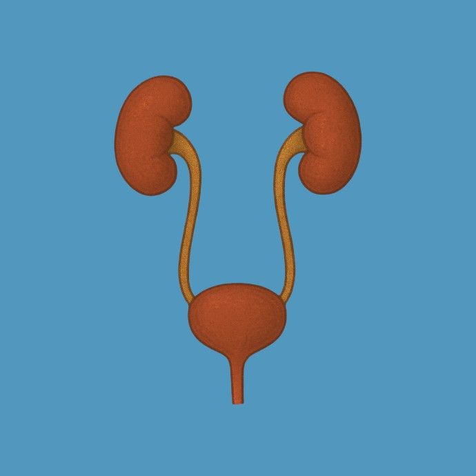 TRACT URINAR 💪🏻