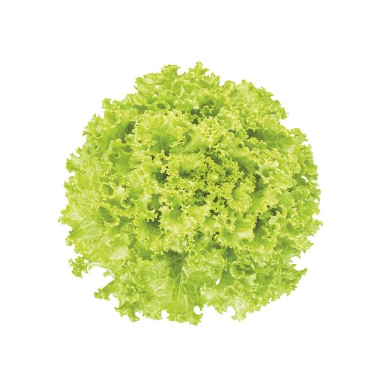 Свежи Салати