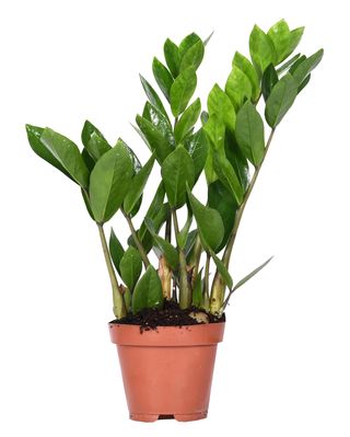 Zamioculcas ghiveci 12 cm