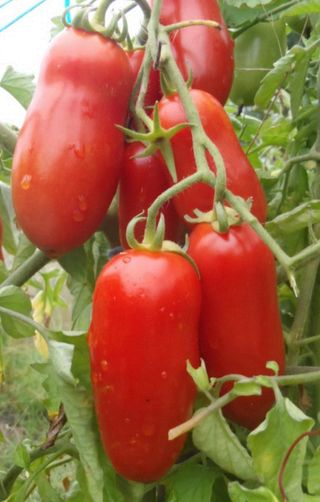 Rosii San Marzano 1kg