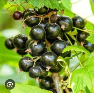 Aronia de pădure 1kg