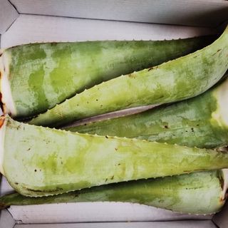 Aloe vera ECO frunza 500g+