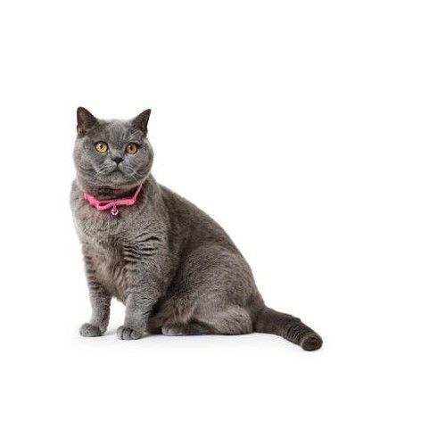 Ogrlice, hamovi, povodnici i adresari