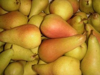 Kruška Julska Ljepotica