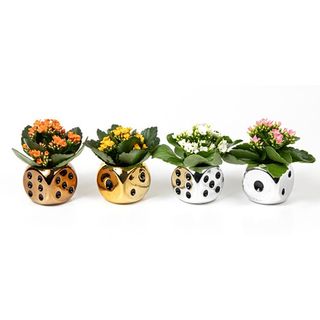 Aranjament Flori silvester vas 6cm