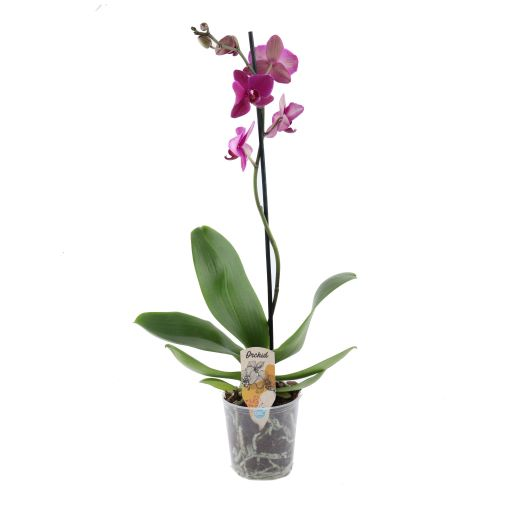 Flori Vii