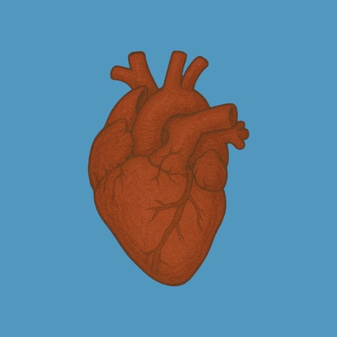 Inimă și circulație.